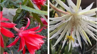 The Red and Hookeri Orchid Cactuses In My Garden