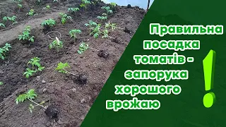 Правильна посадка томатів - запорука хорошого врожаю!