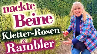 SO klappt´s mit Kletterrosen & Ramblern | Besser an Obelisk, Pavillion, Bogen, Wand, Baum oder frei?