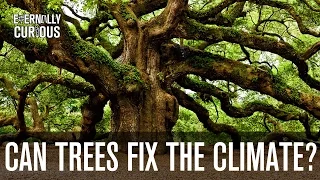 Can we plant enough trees to fix the climate?