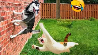 FUNNY ANIMALS CATS, DOGS, BIRDS other PETS 😹😹 and New Funniest Animals Videos 😂😂