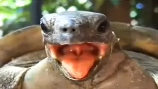 Turtle Sex - Funny Funny Funny turtle making weird noises..