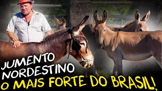 JUMENTO NORDESTINO: A VERDADE SOBRE O HERÓI DO SERTÃO!