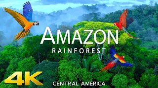 AMAZON (4K UHD) -Relaxing Music Along With Beautiful Nature Videos for 4K 60fps HDR