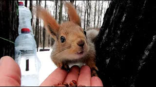 Мне мешают кормить бельчонка / They stop me from feeding a little squirrel