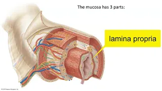 Layers of the GI Tract