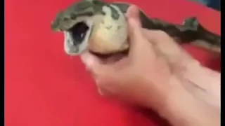 This snake eat tennis ball