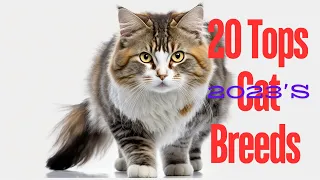 A Beginner Guide to Tops Cat Breeds