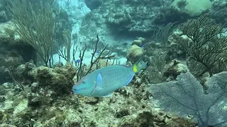 Cayman Brac - Sgt Major Reef - French Angel and Queen Parrotfish