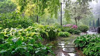 Relax and Sleep with the Calm Rain Sounds in the Beautiful Garden. Meditation, Concentration, Study