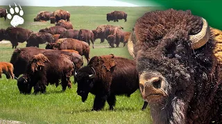 Le triomphe du bison : le plus grand animal d’Europe - Documentaire animalier - AMP