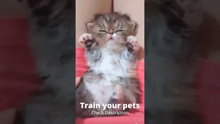 Cute Cat and So Funny Pet videos 😱 📹62 #Shorts #DiZiHunTer #Babycat #CuteCats #Funnycats