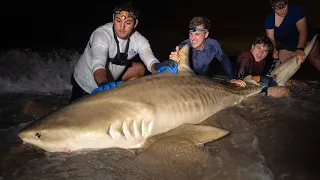 Massive TIGER SHARK Caught From Beach