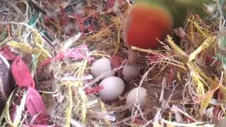 Lovebird meets baby for the 1st time