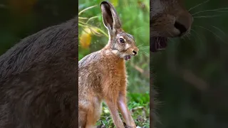 Hare: He's not a rabbit!