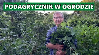 Podagrycznik. Jak się pozbyć podagrycznika z ogrodu? Jak wykorzystać podagrycznik w ogrodzie?