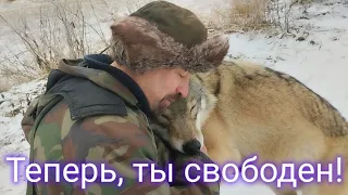 ОТПУСКАЮ ВОЛКА НА ВОЛЮ по многочисленным просьбам! Let THE WOLF GO FREE!