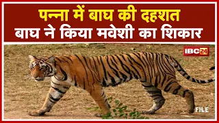 Panna News : बाघ ने किया मवेशी का शिकार | Tiger Reserve की Team मौके पर मौजूद