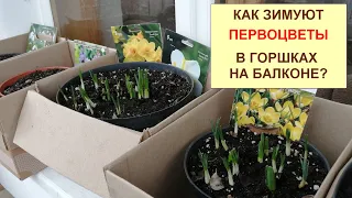 Как зимуют гиацинты, тюльпаны, нарциссы, крокусы, мускари, сциллы (первоцветы) в горшках на балконе?