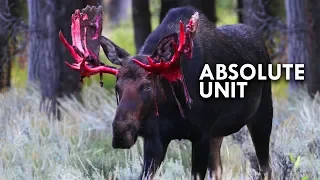 Moose are Absolute Units