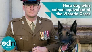 Hero dog wins animal equivalent of the Victoria Cross