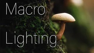 Macro photography lighting tutorial: Equipment, settings and ideas for amazing images