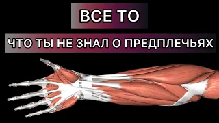 ВСЕ ТО, ЧТО ТЫ НЕ ЗНАЛ О ПРЕДПЛЕЧЬЯХ|РАЗМЕР≠СИЛА|СВЯЗКИ И СУХОЖИЛИЯ