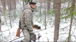 ВОТ ПОЧЕМУ ЗАЙЦА НЕТ! НАШЁЛ ЛИСЬИ НОРЫ В ГУСТОМ СОСНЯКЕ / ОХОТА НА РЯБЧИКА С РУЖЬЁМ / ОСЕННЯЯ ОХОТА.