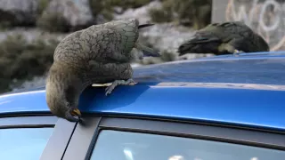 Kea vs Mazda