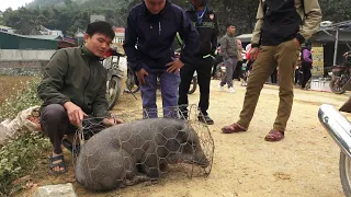 Robert bring the pig to the market to sell. Green forest life.