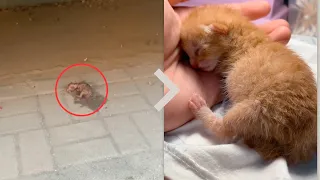 The newborn kitten, abandoned roadside, was brought home and cleaned with warm, damp towels.