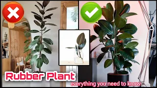 Make your Rubber plant bushy | Cutting and Propagating Rubber Fig | Everything about Rubber Plant 🌱
