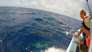 Wild Dolphin Family jumping and playing in front of the boat Dolphins Cancun Mexico Gopro 4K