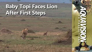 Baby Topi Antelope Faces Lion Attack After First Steps 🦌🦁 #lion #wildlife #stockfootage