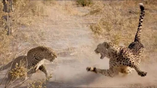 Леопард и гепард (Leopard kills cheetah)