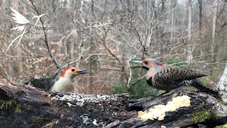 Red-bellied woodpecker fights with Northern flicker