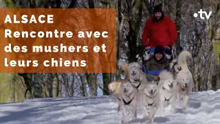 Alsace : Carolina devient co-pilote "mushers"