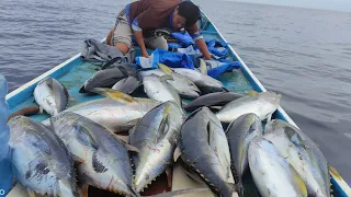 Dholpin si pengaco muncul lagi || Big tuna penuhi palka