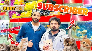 (Delhi) Cheap Price Cat Market | Part - 6 | Jafrabad Pet Market Buying Rs - 8000 | Persian Cat |