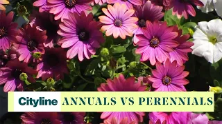 The difference between annual vs. perennial plants