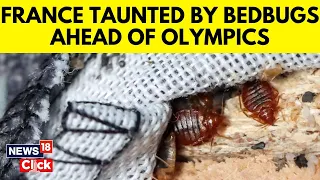 France Bed Bug Outbreak | France Races To Stamp Out Bed Bugs Before Olympics | N18V | News18