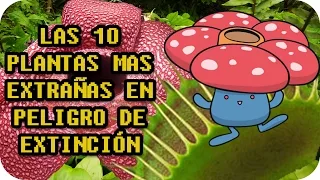 LAS 10 PLANTAS MÁS RARAS EN PELIGRO DE EXTINCIÓN (Y sus equivalentes Pokemon) - TOP