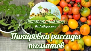 Пикировка рассады томатов. Видео для начинающих дачников.