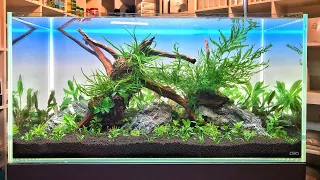 Live Aquascaping Nature Aquarium Swiss Aqua Shop