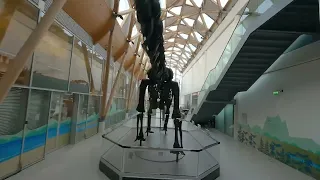 Dippy in Coventry