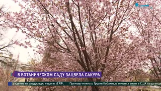 В Ботаническом саду Петербурга зацвела сакура