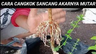 Cara cangkok bonsai sancang agar hasilnya akar memutar