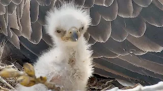 Decorah N2B 17/04/7  13:07 Dad allows nestlings out to enjoy warm day