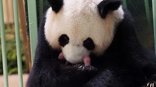France : naissance de jumelles pandas au zoo de Beauval