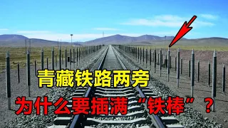 青藏铁路的两旁，为什么要插满“铁棒”？这样做到底有什么用？